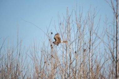 Northern harrier (Circus hudsonius) flying low behind foliage