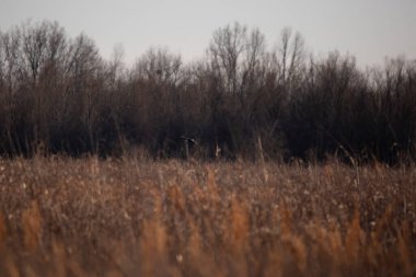 Northern harrier (Circus hudsonius) flying low over a field, hunting