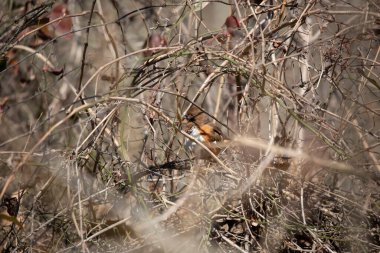 Majestic eastern towhee (Pipilo erythrophthalmus) looking out from her perch