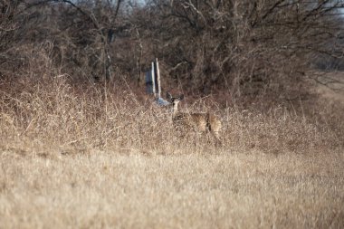 White-tailed doe (Odocoileus virginianus) looking out warily from a camouflage in a field