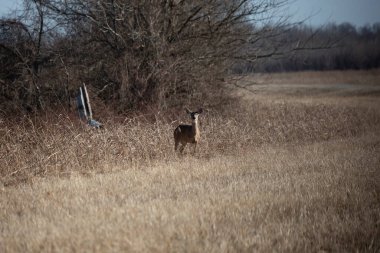 Three-legged white-tailed doe (Odocoileus virginianus) deer with dried grass in her mouth watching cautiously