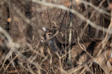 White-tailed deer doe (Odocoileus virginianus) hidden in foliage