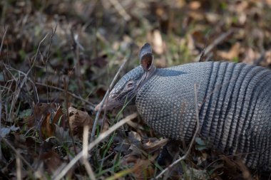 Nine-banded armadillo (Dasypus novemcinctus) with its eye partially closed as it forages for bugs