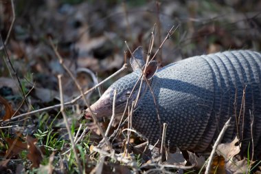 Nine-banded armadillo (Dasypus novemcinctus) with dirt on its nose from foraging for bugs