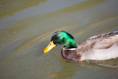 Rouen drake (Anas platyrhynchos domesticus) swimming left in murky water