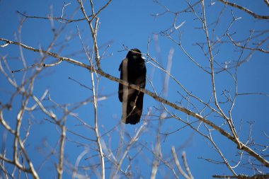 Fish crow (Corvus ossifragus) looking out from its perch on a bare tree with a pretty blue sky in the background