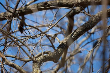 Yellow-rumped warbler (Setophaga coronata) flying toward a tree branch