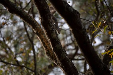 Eastern gray squirrel (Sciurus carolinensis) climbing down a tree limb