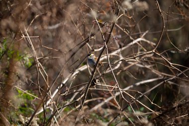 Majestic white-throated sparrow (Zonotrichia albicollis) looking out from its perch