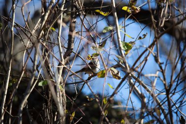White-throated sparrow (Zonotrichia albicollis) looking around as it hides behind a tiny leaf