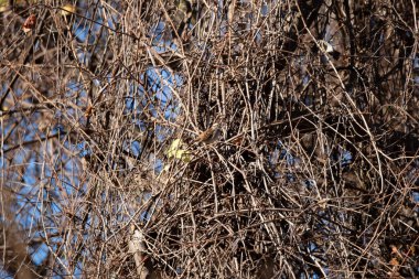 White-throated sparrow (Zonotrichia albicollis) perched in front of dried foliage on a tree