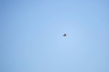 Ring-billed gull (Larus delawarensis) soaring through the air