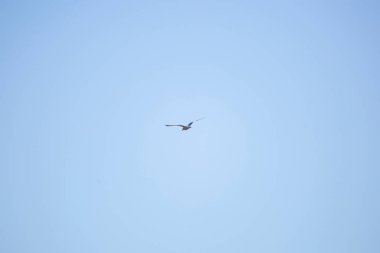 Yüzük gagalı martı (Larus delawarensis) mavi gökyüzünde uçuyor