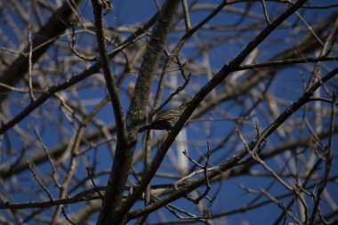 Curious female red-winged blackbird (Agelaius phoeniceus) looking around from her perch on a tree branch with a blue sky in the background