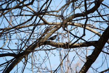 Nonbreeding male rusty blackbird (Euphagus carolinus) looking out from his perch on a branch