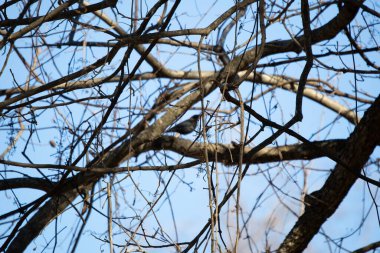 Out of focus nonbreeding male rusty blackbird (Euphagus carolinus) on a tree branch