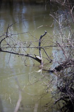 Red-eared slider (Trachemys scripta elegans) turtle basking on a limb over water