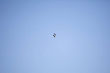 Tree swallow (Tachycineta bicolor) flying away through a blue sky