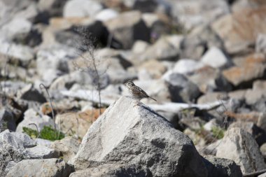 Vesper sparrow (Pooecetes gramineus) looking out majestically from its perch on a jagged rock