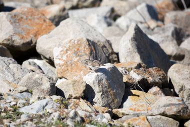 Vesper sparrow (Pooecetes gramineus) hopping off a rock