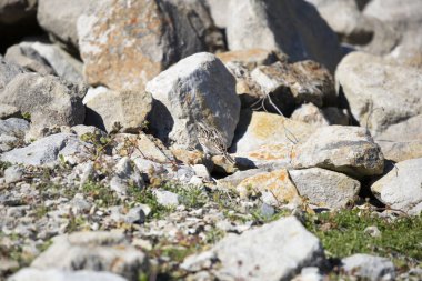 Vesper sparrow (Pooecetes gramineus) hopping along the ground, up rocks