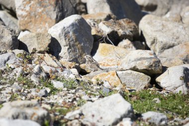 Vesper sparrow (Pooecetes gramineus) looking left from a perch on the rocky ground