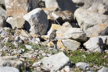 Vesper sparrow (Pooecetes gramineus) perched on a jagged rock