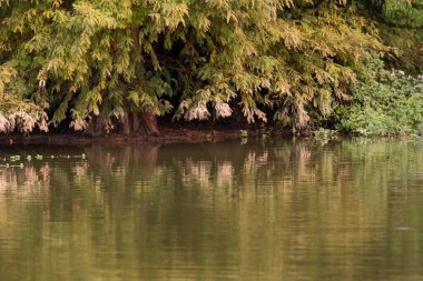 Green tree covering shadowy shore across murky, brown water