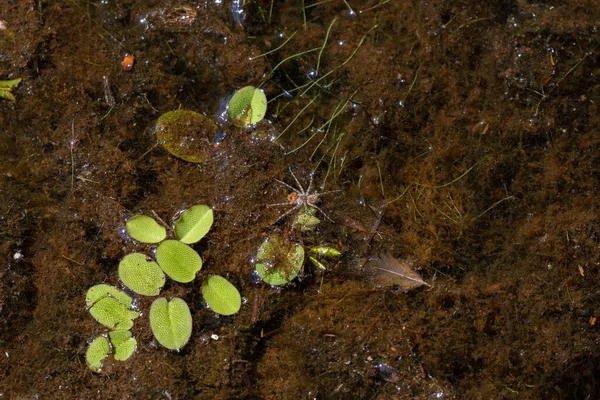 White Banded Fishing Spider Dolomedes Albineus Water Plants Waiting Capture — Zdjęcie stockowe