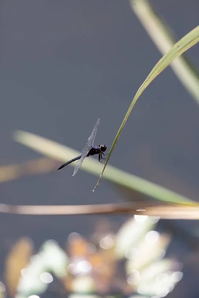 Slaty Skimmer Libellula Incesta Dragonfly Perched Blade Swamp Grass — ストック写真