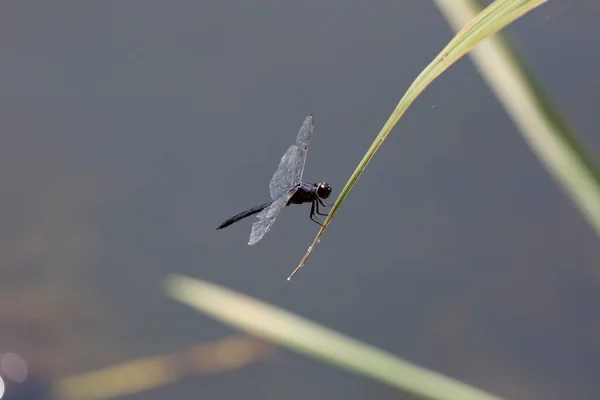 Slaty Skimmer Libellula Incesta Dragonfly Perched Blade Swamp Grass — Stock Photo, Image