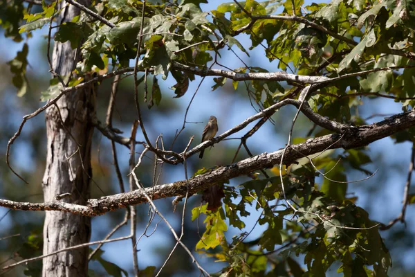 Eastern Wood Pewee Contopus Virens Looking Out Its Perch Tree —  Fotos de Stock