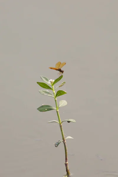 Eastern Amberwings Perithemis Tenera Dragonfly Perched Weed Water — Fotografia de Stock