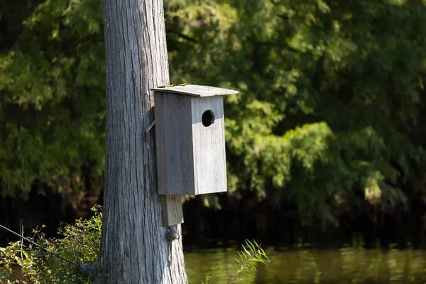 Wooden Wood Duck Aix Sponsa Nesting Box Tree Water — Stock fotografie