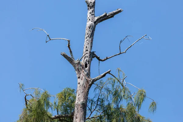 Woodpecker Notchings Cavities Dying Tree — ストック写真