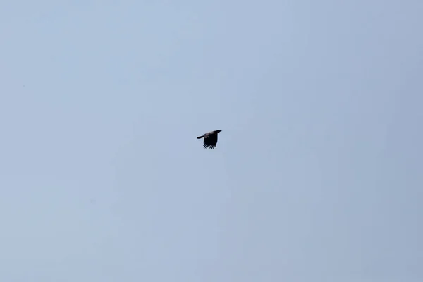 Fish Crow Corvus Ossifragus Flight Light Blue Sky — Fotografia de Stock