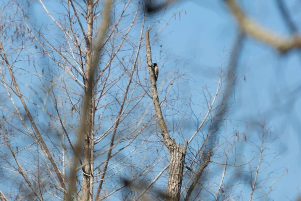 Yellow Shafted Northern Flicker Colaptes Auratus Woodpecker Perched Tree — Stok fotoğraf