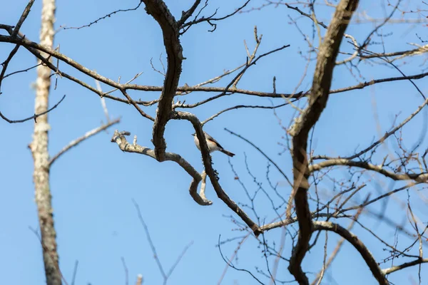 Beak Tufted Titmouse Baeolophus Bicolor Peeking Out Bare Tree Branch — ストック写真