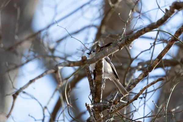 Tufted Titmouse Baeolophus Bicolor Looking Out Majestically Bare Tree — Stok fotoğraf