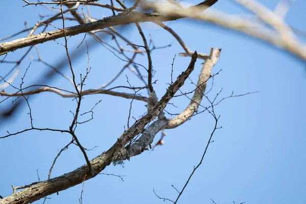 Golden Crowned Kinglet Regulus Satrapa Peering Bare Branch — Stockfoto