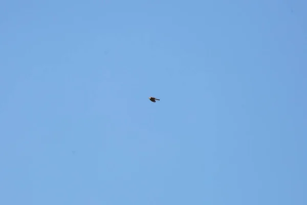 Sharp Shinned Hawk Accipiter Striatus Flight Blue Sky — Stock Photo, Image