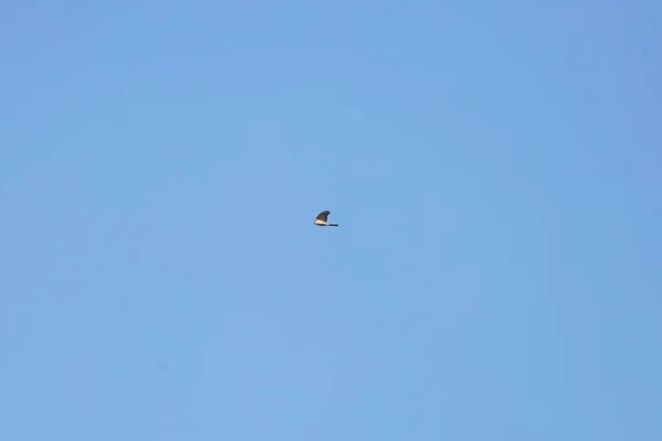 Sharp Shinned Hawk Accipiter Striatus Flight Blue Sky — Stockfoto