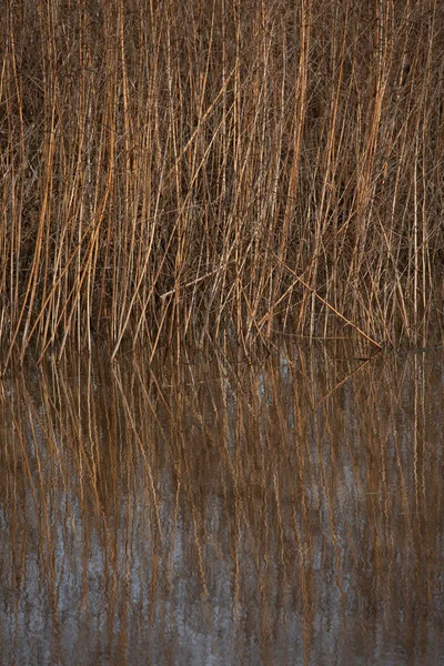 Tall Dried Reeds Growing Water — Stock fotografie