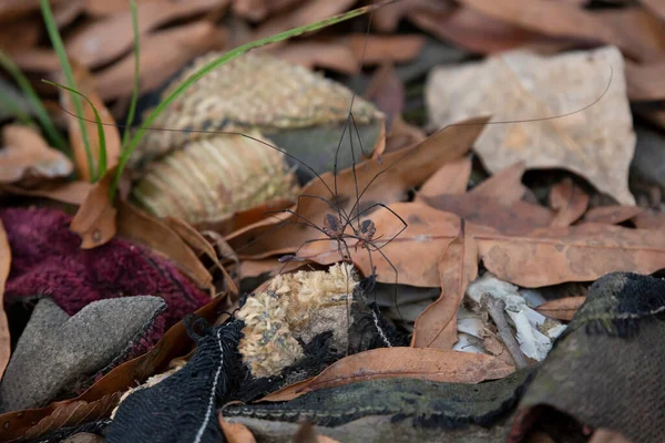 Eastern Harvestman Leiobunum Vittatum Arachnids Mating Garbage Forest Floor — Zdjęcie stockowe