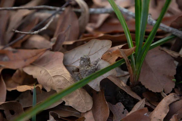 Tiny Northern Cricket Frog Acris Crepitans Brown Leaf Facing Left — Fotografia de Stock