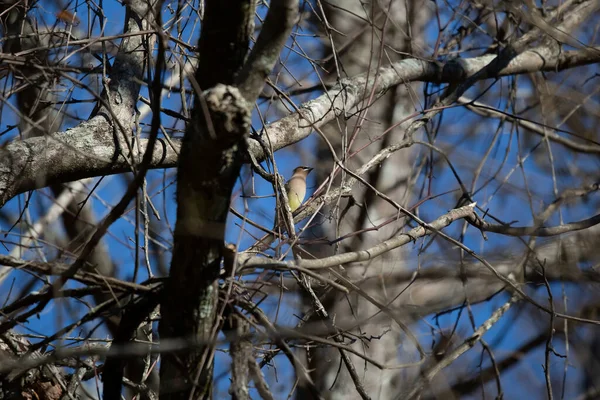 Majestic Cedar Waxwing Bombycilla Cedrorum Looking Out Its Perch Tree — Stock Photo, Image