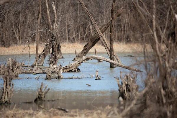 Waterway Filled Stumps Fallen Trees Forest — Stockfoto