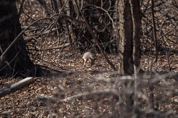 Diseased Bald Common Raccoon Procyon Lotor Sniffing Ground — Stock Fotó