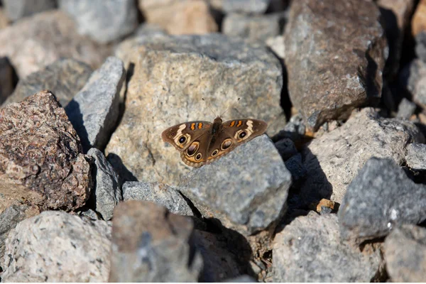Common buckeye butterfly (Junonia coenia) with its wings spread out, resting on gray gravel rocks