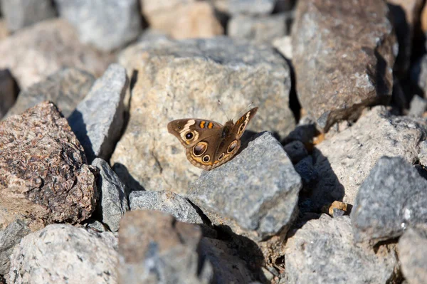 Common buckeye butterfly (Junonia coenia) flapping its wings on the ground